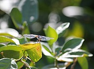 Dragonfly Smiling