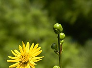 Wild Sunflower #2