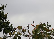 Hummingbird in Flight