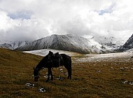 horse in the mountains