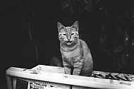 Parisian Cat
