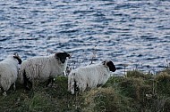 Sheep of Ireland