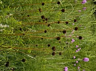 Dead Coneflowers