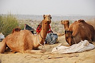 Camel Safari B