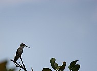 Hummingbird