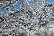 frosted branches