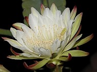 Peruvian Cactus Night Bloom