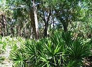 Florida Everglades