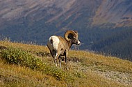 Rocky Mountain Sheep