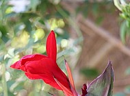 Red Canna Lily