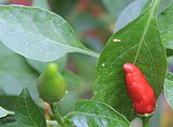 Pepper Plant